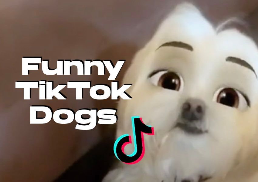 funny tiktok dogs shotcut free video editor app