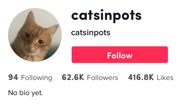 top 10 cute cats on tiktok catsinpots shotcut video editor for android no watermark