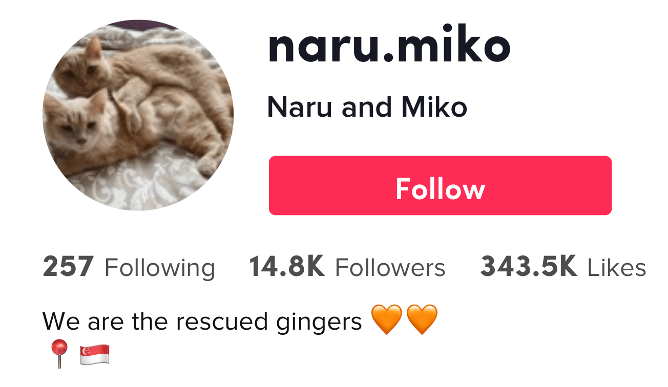 top 10 cute cats on tiktok naru.miko shotcut video editor for android no watermark